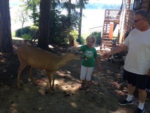 The deer on Herron Island are hand feed