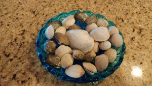 Fresh live Clams " How about some Clam chowder".